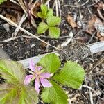 Rubus arcticus Virág