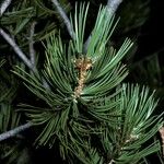 Pinus flexilis Кора