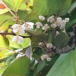 Actinidia kolomikta Flower