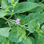 Mirabilis longifloraफूल