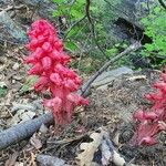 Sarcodes sanguinea Çiçek