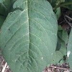 Phytolacca esculenta Hoja
