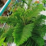 Araucaria nemorosa Hoja