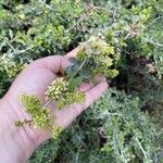 Ceanothus cordulatus Fiore