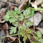 Geranium robertianum Feuille