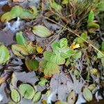 Hypericum elodes Feuille