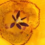 Calochortus clavatus Flor