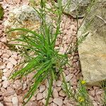 Polypogon viridis Staniste