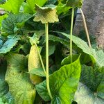 Dorstenia contrajerva Flower