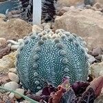 Astrophytum asterias Folha