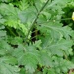 Tanacetum parthenium Blad