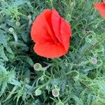 Papaver setiferumКветка