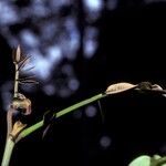 Dicorynia guianensis Casca