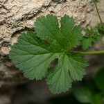 Erodium chium Leaf