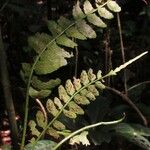 Asplenium barteri Folha