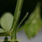 Vicia loiseleurii Bark