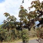 Acer campbellii Lapas