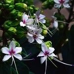 Clerodendrum infortunatum Λουλούδι