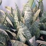 Dracaena aubrytiana पत्ता
