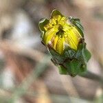 Podospermum laciniatum Flor