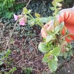 Pulmonaria officinalisFlor