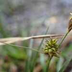 Carex oederi Фрукт