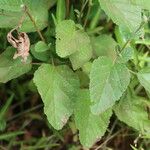 Hermannia exappendiculata List