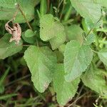 Hermannia exappendiculata Blad