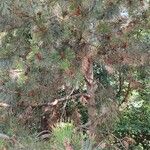 Pinus heldreichii Hábito