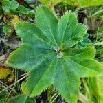 Alchemilla monticola Leaf