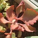 Kalanchoe longiflora Blad