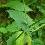 Crepis paludosa Leaf