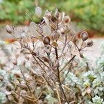 Alyssum oxycarpum Fruit