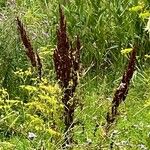 Rumex aquaticus Gyümölcs