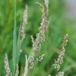 Agrostis stolonifera Flower