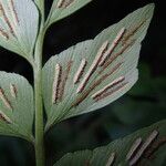 Asplenium hemitomum Deilen