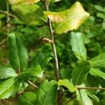 Quercus phillyreoides Folha