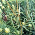 Rhinanthus alectorolophus Yaprak