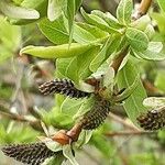 Salix integra Flower