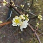 Chaenomeles speciosaFlower