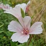 Clarkia amoenaFlower