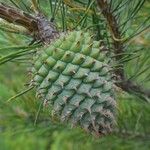 Pinus pungens Fruchs