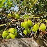 Cardiospermum grandiflorum Fruto