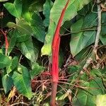 Heliconia stricta Leaf