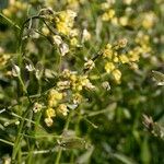 Draba nemorosa Anders