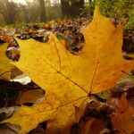 Acer pictum Leaf