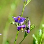Solanum umbelliferum Flor