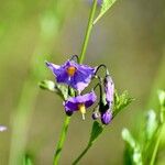 Solanum umbelliferum Květ