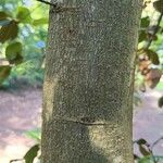 Quercus semecarpifolia Bark