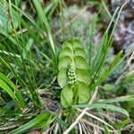 Botrychium lunaria 花